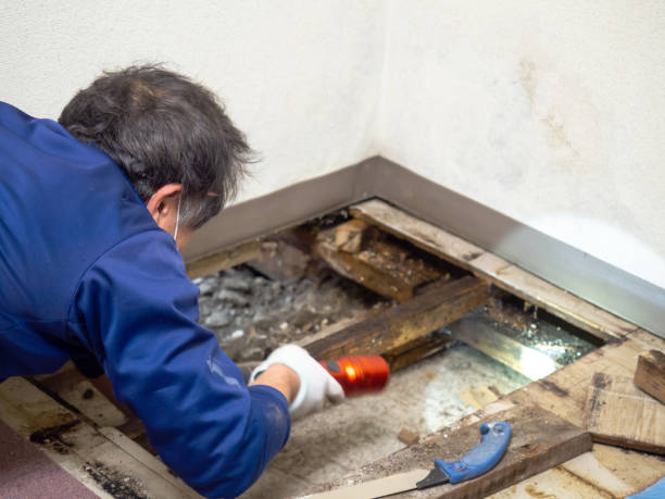 Best Black Mold Removal  in North Bethesda, MD