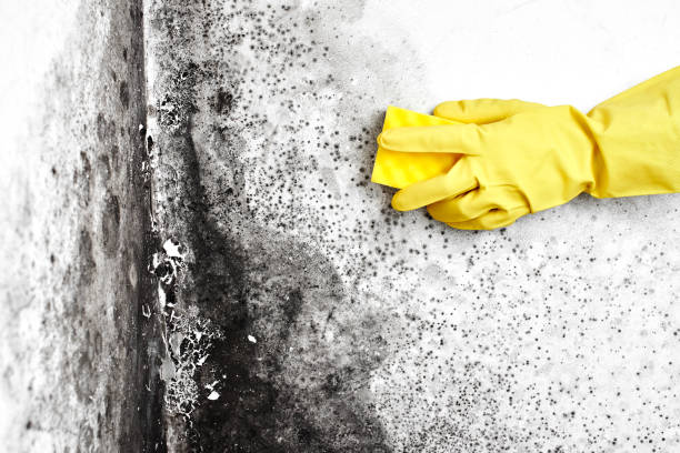 Best Residential Mold Removal  in North Bethesda, MD