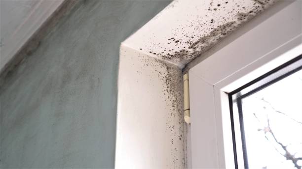 Best Mold Remediation  in North Bethesda, MD