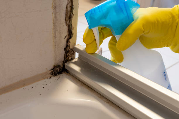 Best Toxic Mold Removal  in North Bethesda, MD