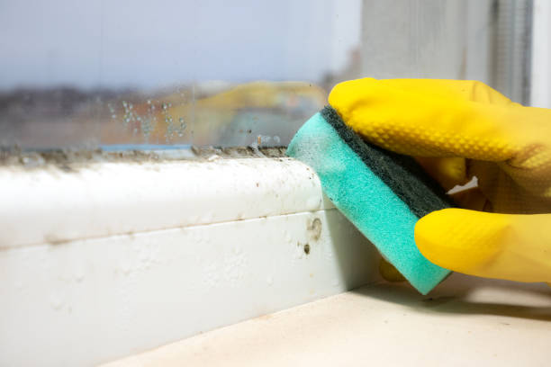 Best Same-Day Mold Removal  in North Bethesda, MD