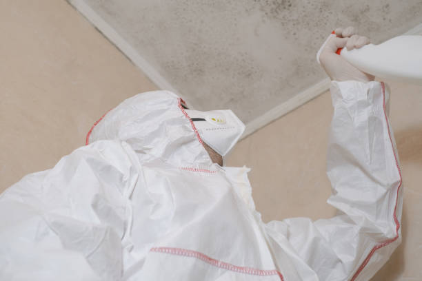 Best Mold Remediation Experts  in North Bethesda, MD