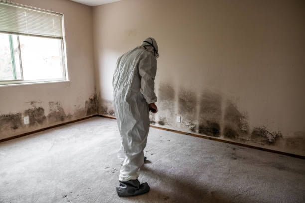 Trusted North Bethesda, MD Mold Removal Experts