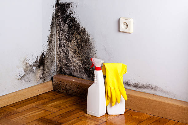 Best Office Mold Removal Services  in North Bethesda, MD