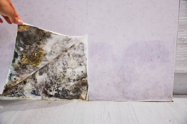 Best Local Mold Removal Service  in North Bethesda, MD